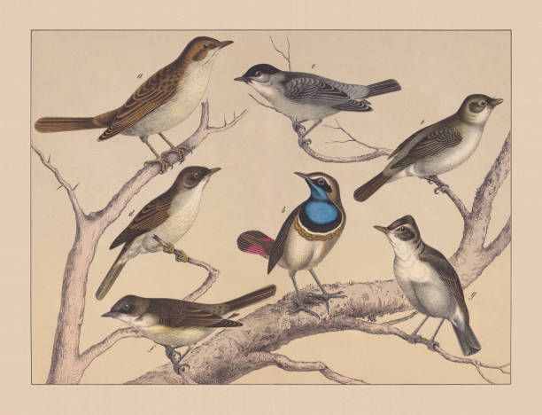 Songbirds (Passeriformes), hand-colored chromolithograph, published in 1882 Songbirds (Passeriformes): a) Common nightingale (Luscinia megarhynchos); b) Bluethroat (Luscinia svecica); c) Eurasian blackcap (Sylvia atricapilla); d) Common whitethroat (Curruca communis); e) Garden warbler (Sylvia borin); f) Lesser whitethroat (Sylvia curruca); g) Icterine warbler (Hippolais icterina). Hand-colored chromolithograph, published in 1882. bluethroat stock illustrations
