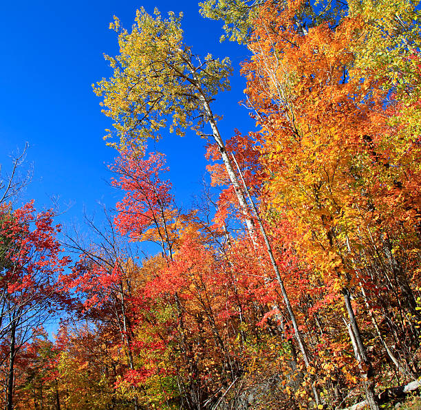 istock Autumn colors, Quebec, Canada 133267056