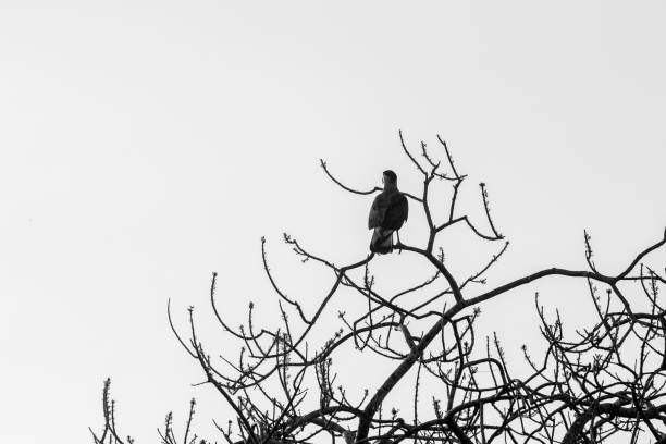 Crested Caracara (Caracara plancus) in The Pantanal, Brazil