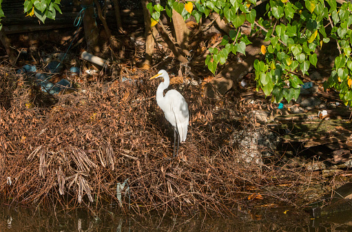 The great egret (Ardea alba) which is also called the common egret, large egret, or great white egret or great white heron