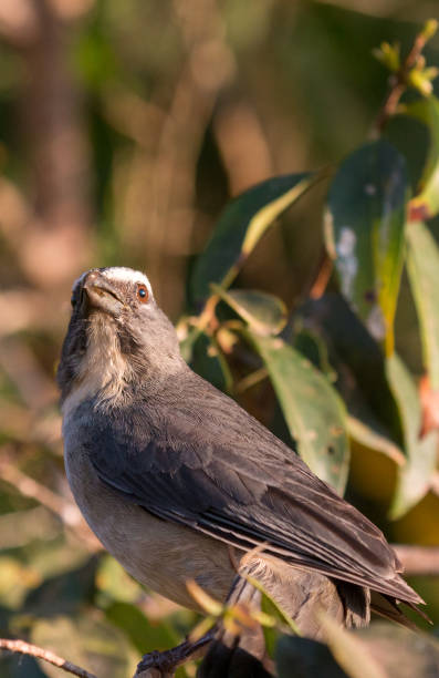 istock Blue-Grey Saltator in The Pantanal, Brazil 1332671383