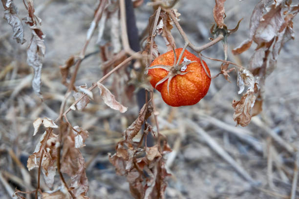 pomodori devastati a causa della siccità di lunga data - heated vegetables foto e immagini stock