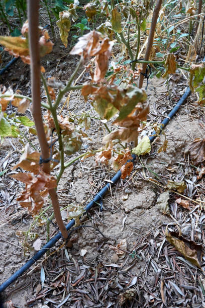 istock Devastated tomatoes plant as a result of long time drought 1332673770