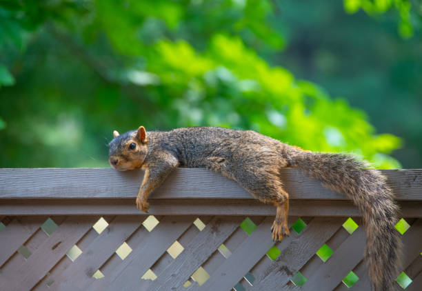 istock Fox Squirrel resting on a fence-Howard County, Indiana 1332674042
