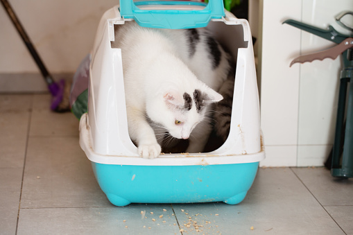 White cat with black spots is just moving out of the litter box, after making a mess with litter, throwing it aroung everywhere, and hitting the outside of the box with his urine