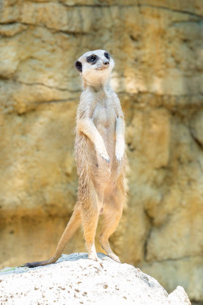 a meerkat is standing stock photo