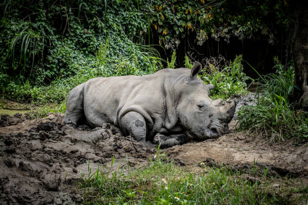 a black skin rhino stock photo