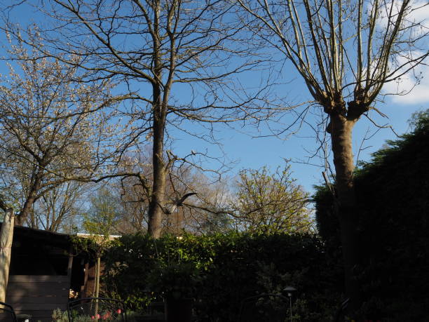 istock Trees in the garden 1332680705