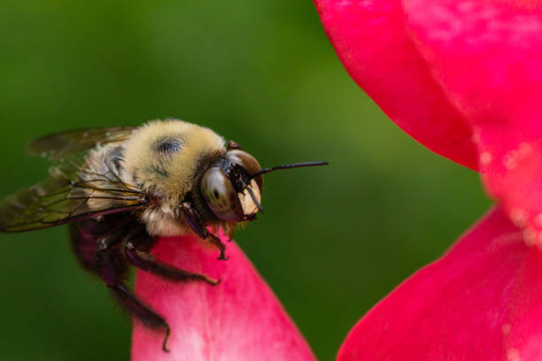 abeille charpentière de l’est sur fleur de rose - abeille menuisière photos et images de collection