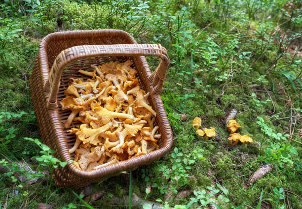 바구니에 탄테렐, 노르드마르카 오슬로 노르웨이 - chanterelle basket edible mushroom mushroom 뉴스 사진 이미지