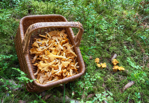 Wicker basket with chanterelles in the forest and chanterelles on the ground.