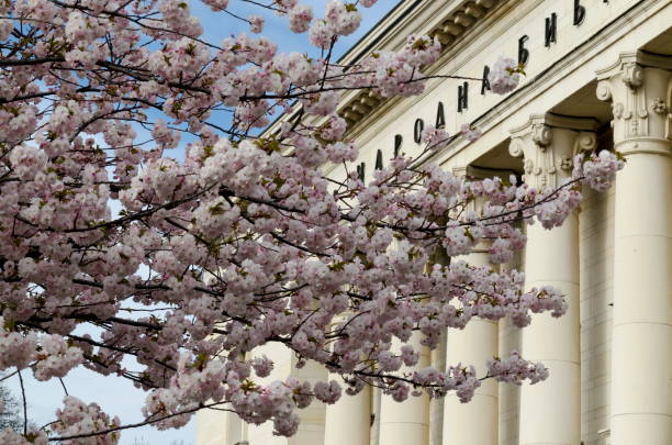 istock View of a blossoming Japanese cherry tree with beautiful spring flowers, suitable for background 1332683963