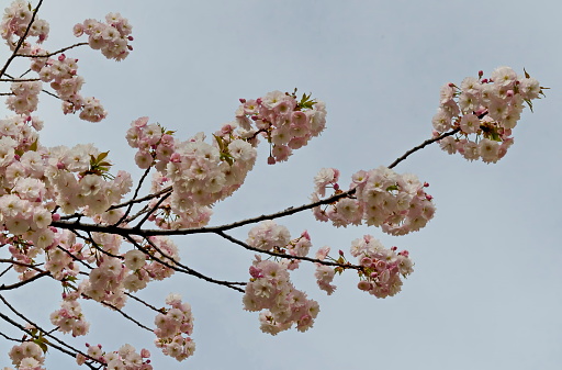 Blossoming  japanese cherry branch, beautiful spring flowers for background, Sofia, Bulgaria