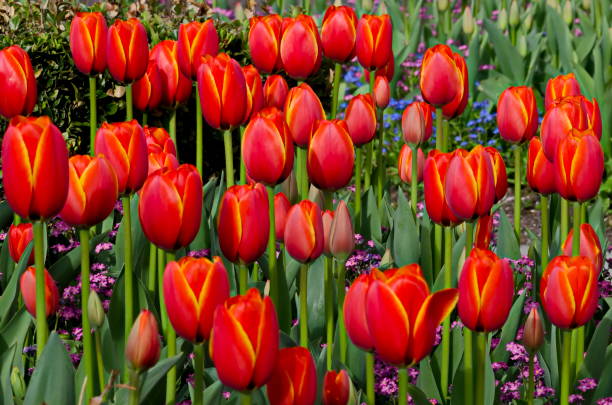 istock View of beautiful field with blooming red tulips 1332684012