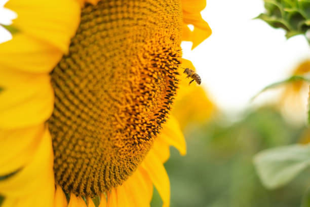 istock Honey Bee pollinating sunflower. Sunflower field in background. Selective focus. 1332685439
