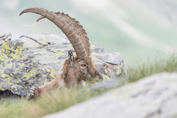 istock Majestic Alpine ibex male (Capra ibex) 1332685471