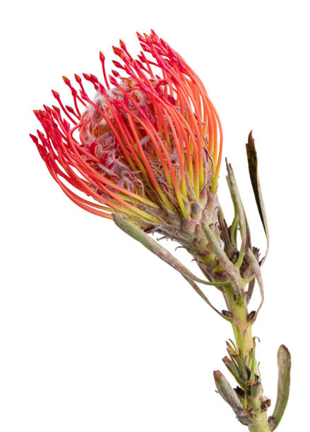 istock Fresh protea flower isolated on white background 1332685783