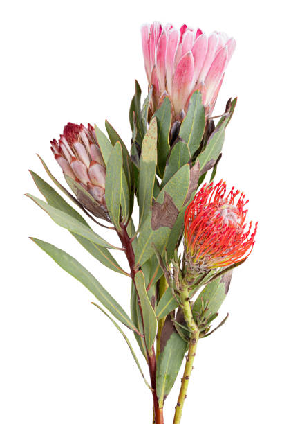 istock Fresh protea flower isolated on white background 1332685797