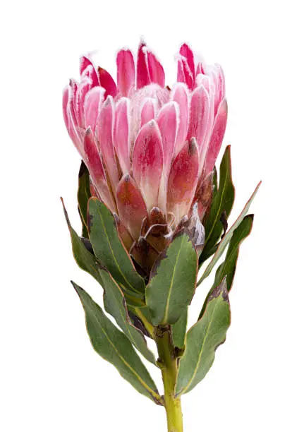 Fresh protea flower isolated on white background. Clipping path