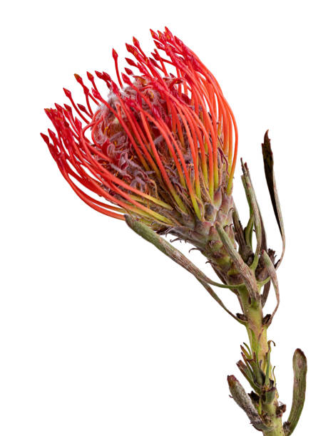 istock Fresh protea flower isolated on white background 1332685806