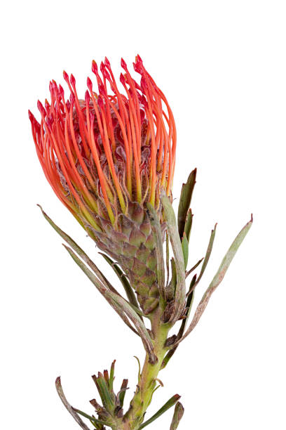 istock Fresh protea flower isolated on white background 1332685808