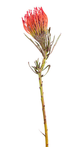 istock Fresh protea flower isolated on white background 1332685809