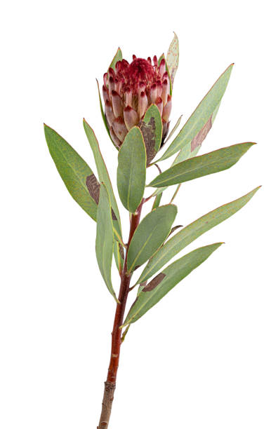 istock Fresh protea flower isolated on white background 1332685828