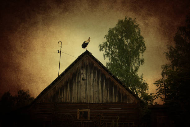 Old rural cowshed with stork on the roof