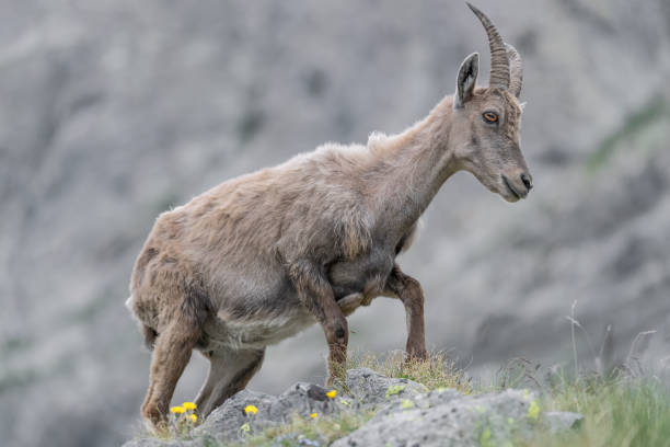 istock Pregnant ibex female in spring season (Capra ibex) 1332686558