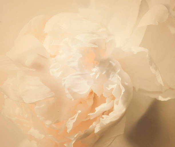 istock White peony flower petals 1332686766