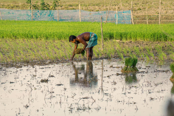 un contadino che pianta risaia nella sua fattoria. - developing countries farmer rice paddy asia foto e immagini stock