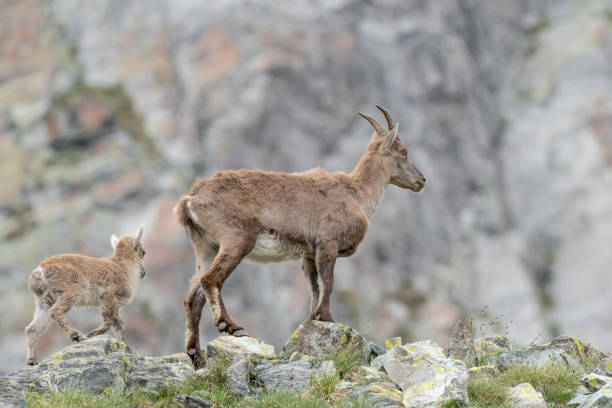 istock Alpine ibex female with cub on mountain ridge (Capra ibex) 1332688122