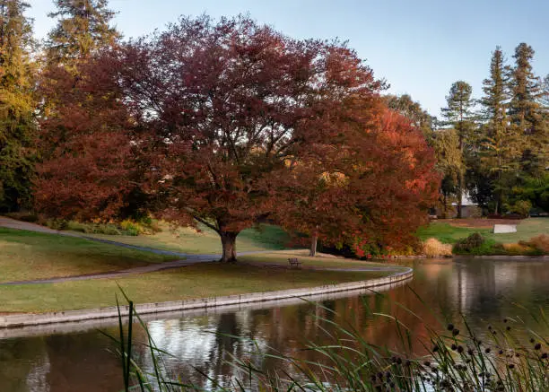Photo of Fall colors at UC Davis Arboretum