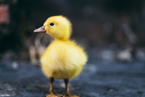 one small yellow duckling on white background, copy space, selective focus, minimalism, vertical