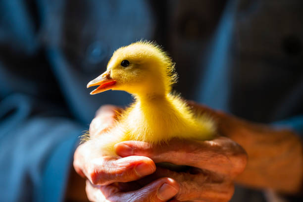 istock Duckling in the hands of a senior man 1332688152