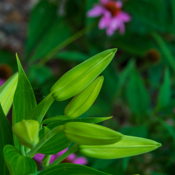 A stargazer lily bud waits to open in a garden.