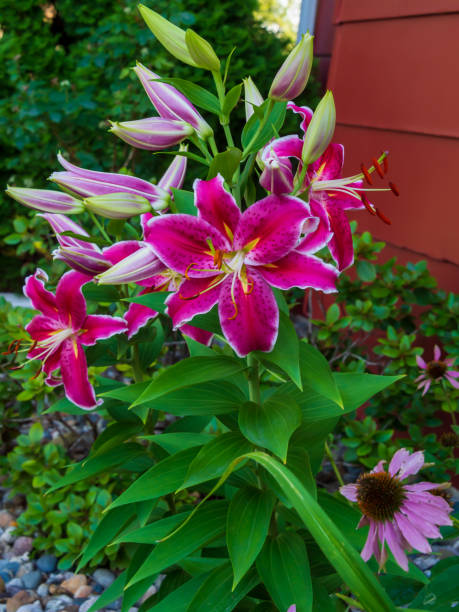 istock Stargazer lily plant. 1332688553
