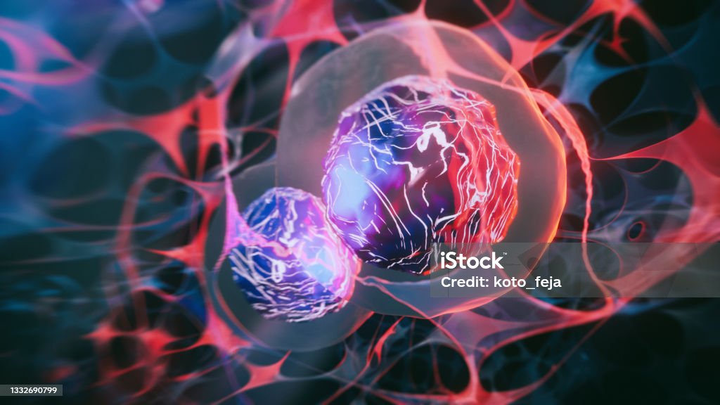 Stem cells Stem cells - 3d rendered image. Human stem cells can differentiate into any other cell type. Medical research, science, microbiology concept. Stem Cell Stock Photo
