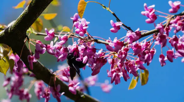 Photo of Violet carpenter bee (Xylocopa violacea) pollinate bloomed flowers of Eastern Redbud. Eastern Redbud Cercis canadensis purple spring blossom. Close-up of Judas tree pink flowers. Selective focus.