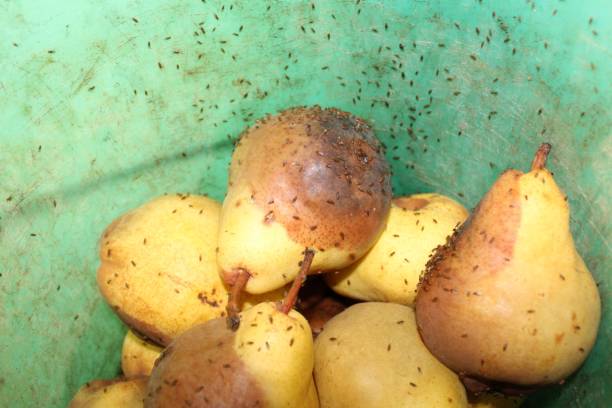 moscas de frutas em peras - rotting pear fruit food - fotografias e filmes do acervo