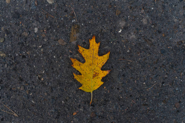 istock Yellow leaf on the asphalt. Autumn leaf on the ground. 1332694166