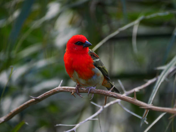 istock Red Fody bird perching in natural environment 1332694183