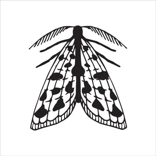 Vector illustration of vector line drawing. moth. simple drawing of a butterfly isolated on a white background. black and white graphics. symbol of mysticism, magic, halloween