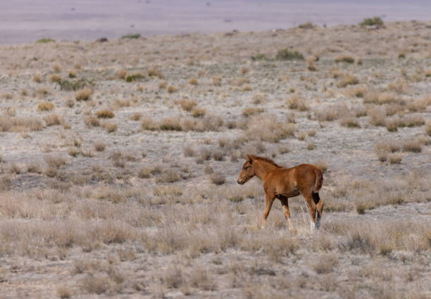 a cute wild horse foal in the Utah desert
