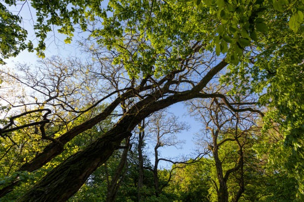 trees with green foliage in the summer, the foliage of the trees is illuminated by bright sunlight