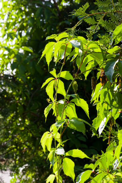 istock climbing shrubs with green foliage 1332697891