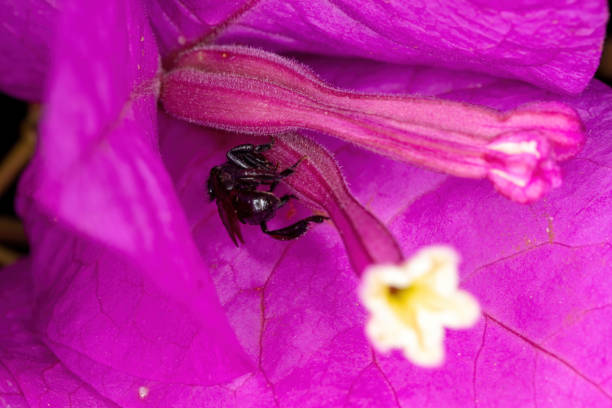 взрослая самка безжалостной пчелы - stingless стоковые фото и изображения