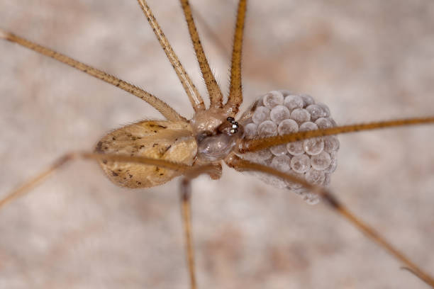 Adult Female Cellar Spider Adult Female Cellar Spider of the Family Pholcidae protecting eggs arachnology stock pictures, royalty-free photos & images
