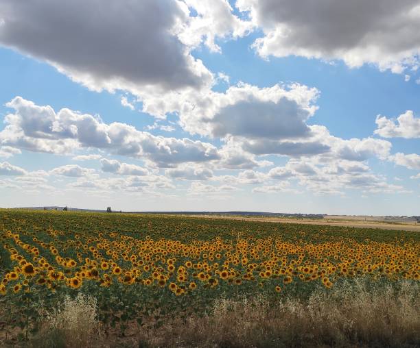 istock Sunflower field on a partly cloudy day 1332698765