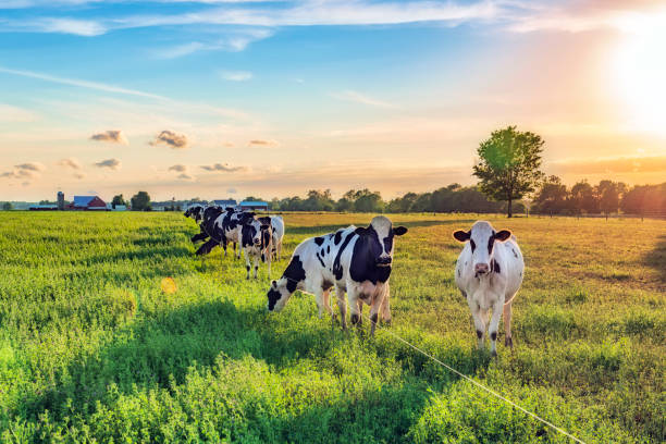 istock Cows in Field at Sunset 1332699404